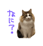 小林家の愉快なぺっと達。（個別スタンプ：7）