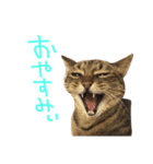 小林家の愉快なぺっと達。（個別スタンプ：8）