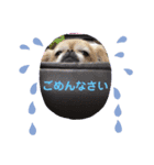 ペキチワの小夏ちゃん2（個別スタンプ：7）