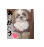 わんちゃんスタンプ❤︎（個別スタンプ：1）
