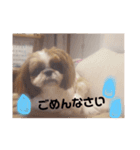 わんちゃんスタンプ❤︎（個別スタンプ：2）