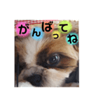 わんちゃんスタンプ❤︎（個別スタンプ：4）