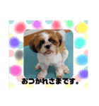 わんちゃんスタンプ❤︎（個別スタンプ：6）