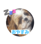 わんちゃんスタンプ❤︎（個別スタンプ：7）
