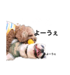 愛しのフレブル4（個別スタンプ：1）