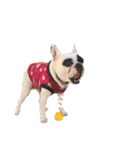愛しのフレブル4（個別スタンプ：5）