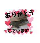 うーちゃんくろちゃんの可愛いスタンプ（個別スタンプ：7）