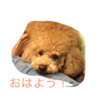 ボビーは良い男の子だよ。（個別スタンプ：6）