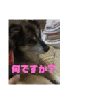 愛犬カイちゃんスタンプ（個別スタンプ：3）