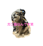 愛犬カイちゃんスタンプ（個別スタンプ：8）