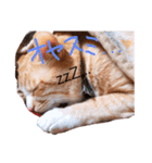 うちのねこ❤（個別スタンプ：1）
