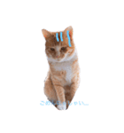 うちのねこ❤（個別スタンプ：2）