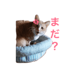 うちのねこ❤（個別スタンプ：4）