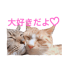 うちのねこ❤（個別スタンプ：5）