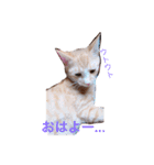 うちのねこ❤（個別スタンプ：6）