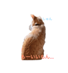 うちのねこ❤（個別スタンプ：7）