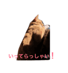 うちのねこ❤（個別スタンプ：8）