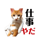 猫の熊吉（個別スタンプ：1）
