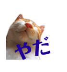 猫の熊吉（個別スタンプ：3）