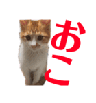 猫の熊吉（個別スタンプ：4）