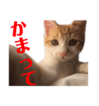 猫の熊吉（個別スタンプ：5）