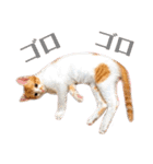 猫の熊吉（個別スタンプ：6）