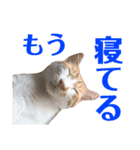 猫の熊吉（個別スタンプ：7）