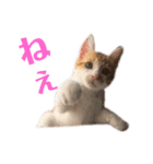 猫の熊吉（個別スタンプ：8）