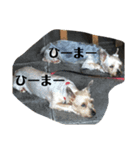 ヨークシャーテリアのすずちゃんらんちゃん（個別スタンプ：3）