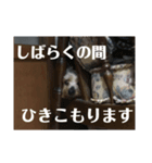 ヨークシャーテリアのすずちゃんらんちゃん（個別スタンプ：6）