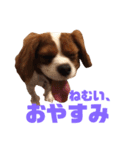 ハルのキモチ（個別スタンプ：8）