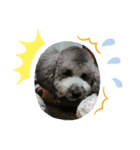 犬のん（個別スタンプ：4）