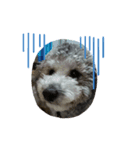 犬のん（個別スタンプ：6）