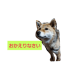 柴犬HACHI子（個別スタンプ：1）