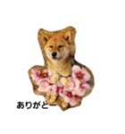 柴犬HACHI子（個別スタンプ：3）