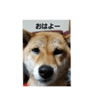 柴犬HACHI子（個別スタンプ：5）