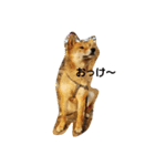 柴犬HACHI子（個別スタンプ：6）