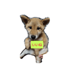 柴犬HACHI子（個別スタンプ：7）