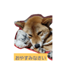 柴犬HACHI子（個別スタンプ：8）
