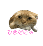 みるちょまスタンプ（個別スタンプ：2）