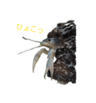 アオザリ（個別スタンプ：2）