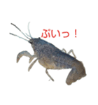 アオザリ（個別スタンプ：5）