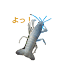 アオザリ（個別スタンプ：6）