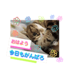 桃日々の声掛け（個別スタンプ：1）