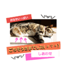 桃日々の声掛け（個別スタンプ：3）