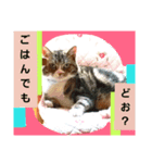 桃日々の声掛け（個別スタンプ：6）