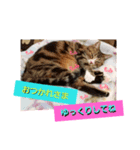 桃日々の声掛け（個別スタンプ：8）
