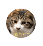 可愛い猫と可愛いハリネズミ（個別スタンプ：1）