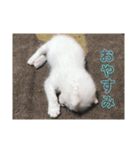 可愛い猫と可愛いハリネズミ（個別スタンプ：2）