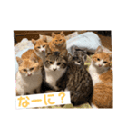 可愛い猫と可愛いハリネズミ（個別スタンプ：4）